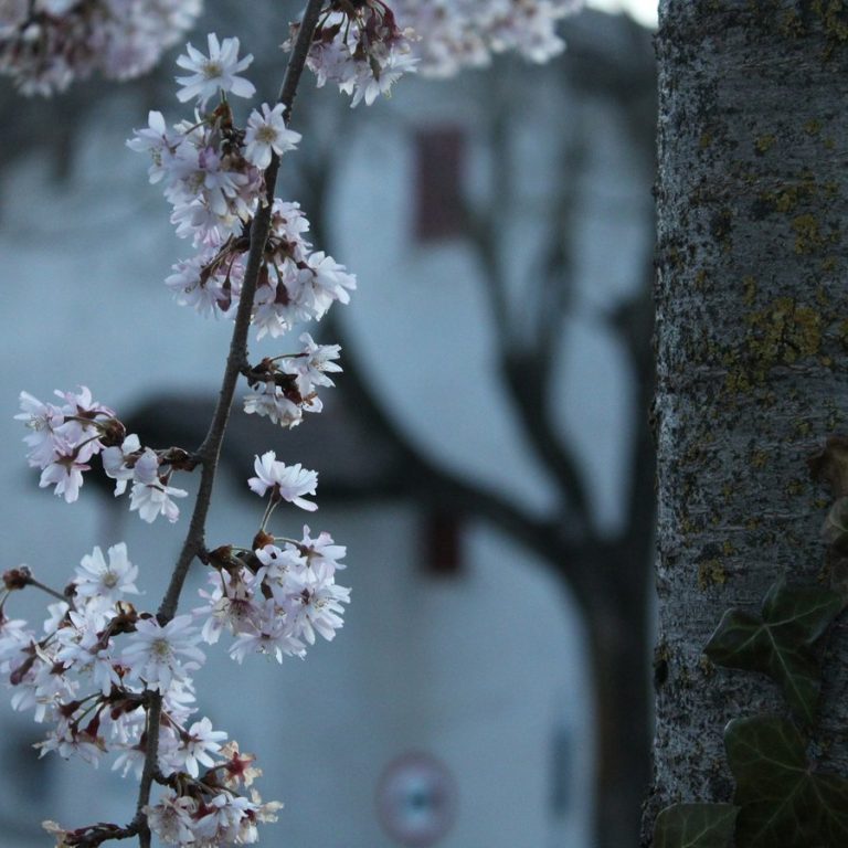 Immobilie schnell verkaufen Kalchreuth: Kirschblüten vor einer Hauswand