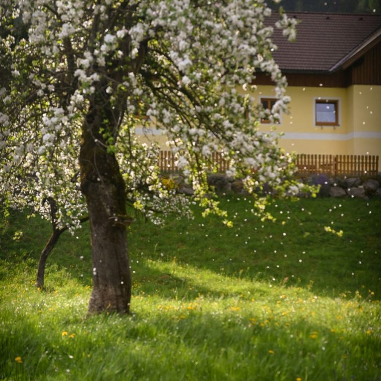 Immobilienmakler Kalchreuth: blühender Obstbaum auf einer Wiese vor einem Haus